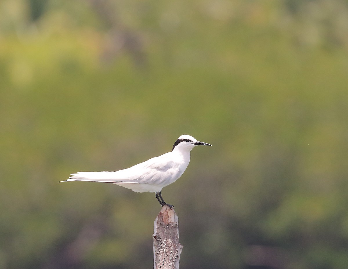 Black-naped Tern - ML611875896