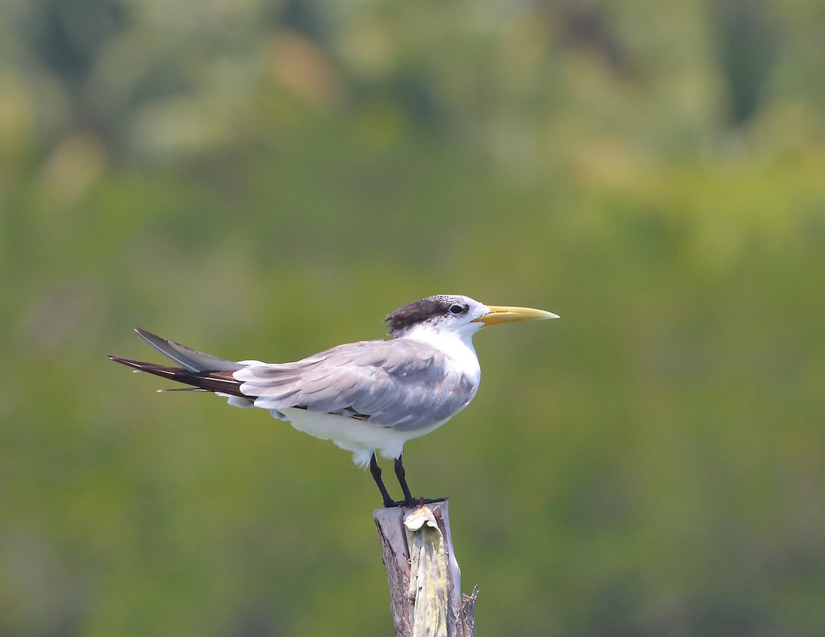 Great Crested Tern - ML611875905
