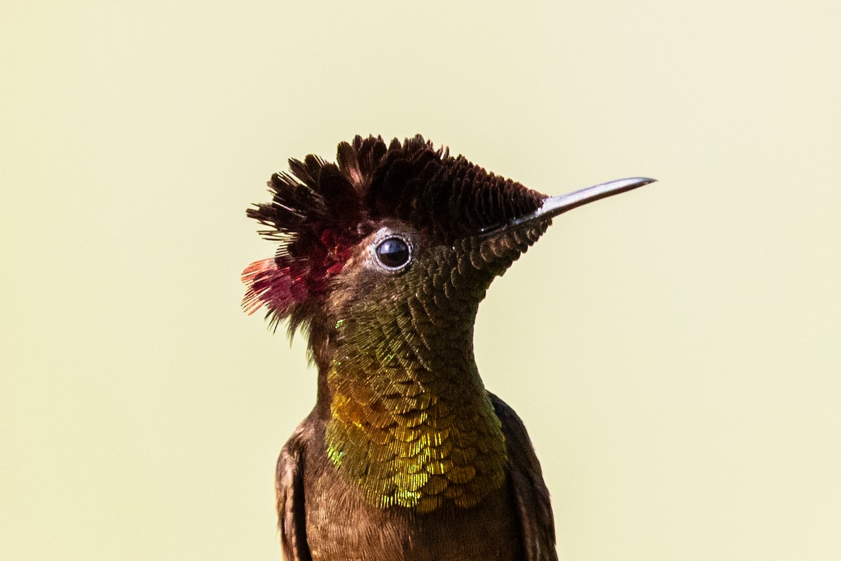 Ruby-topaz Hummingbird - ML611875911