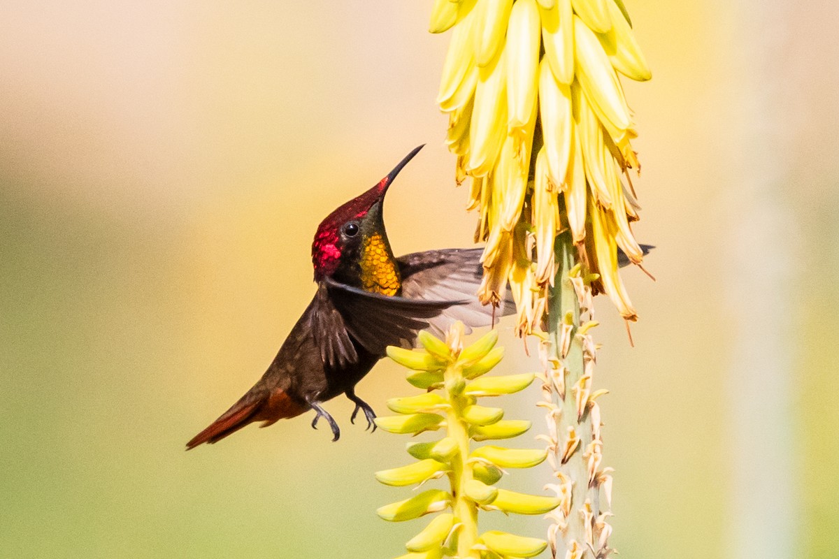 Ruby-topaz Hummingbird - Bob Friedrichs