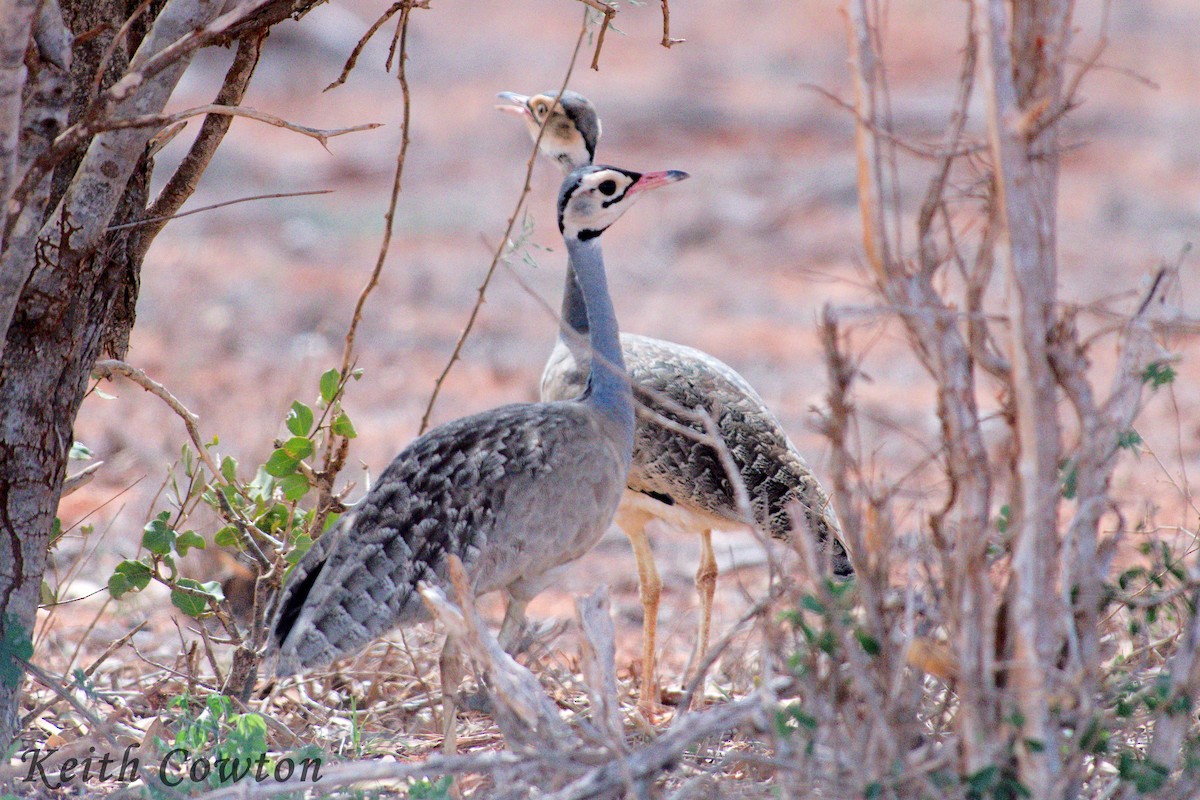 White-bellied Bustard - Keith Cowton