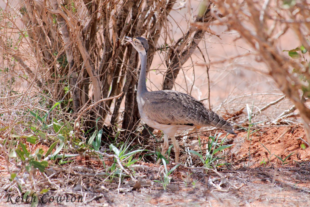 White-bellied Bustard - Keith Cowton