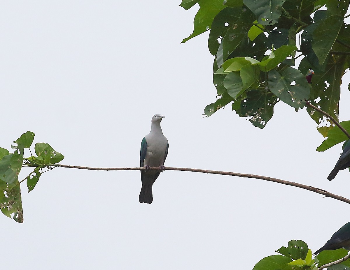 Seram Imperial-Pigeon - ML611876036