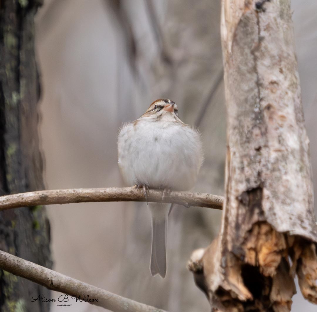 Chipping Sparrow - ML611876045
