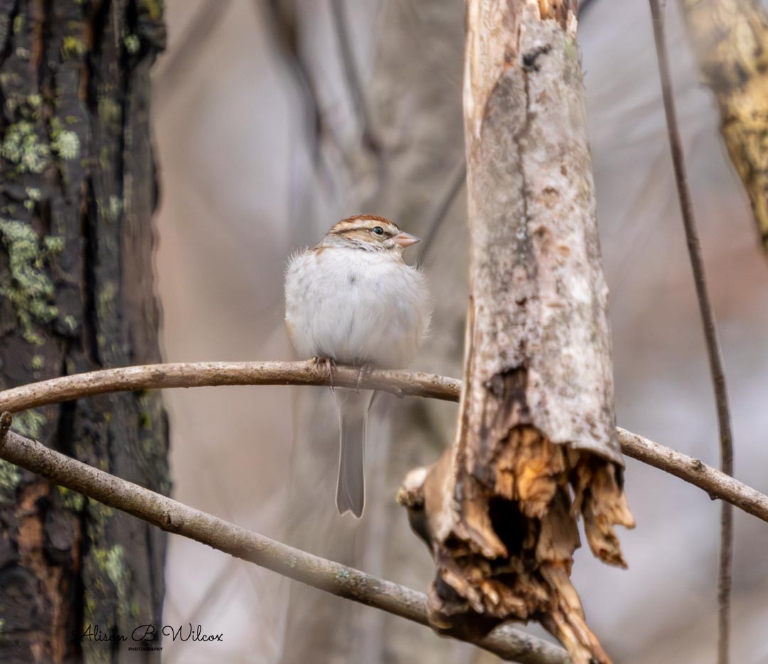 Chipping Sparrow - ML611876046