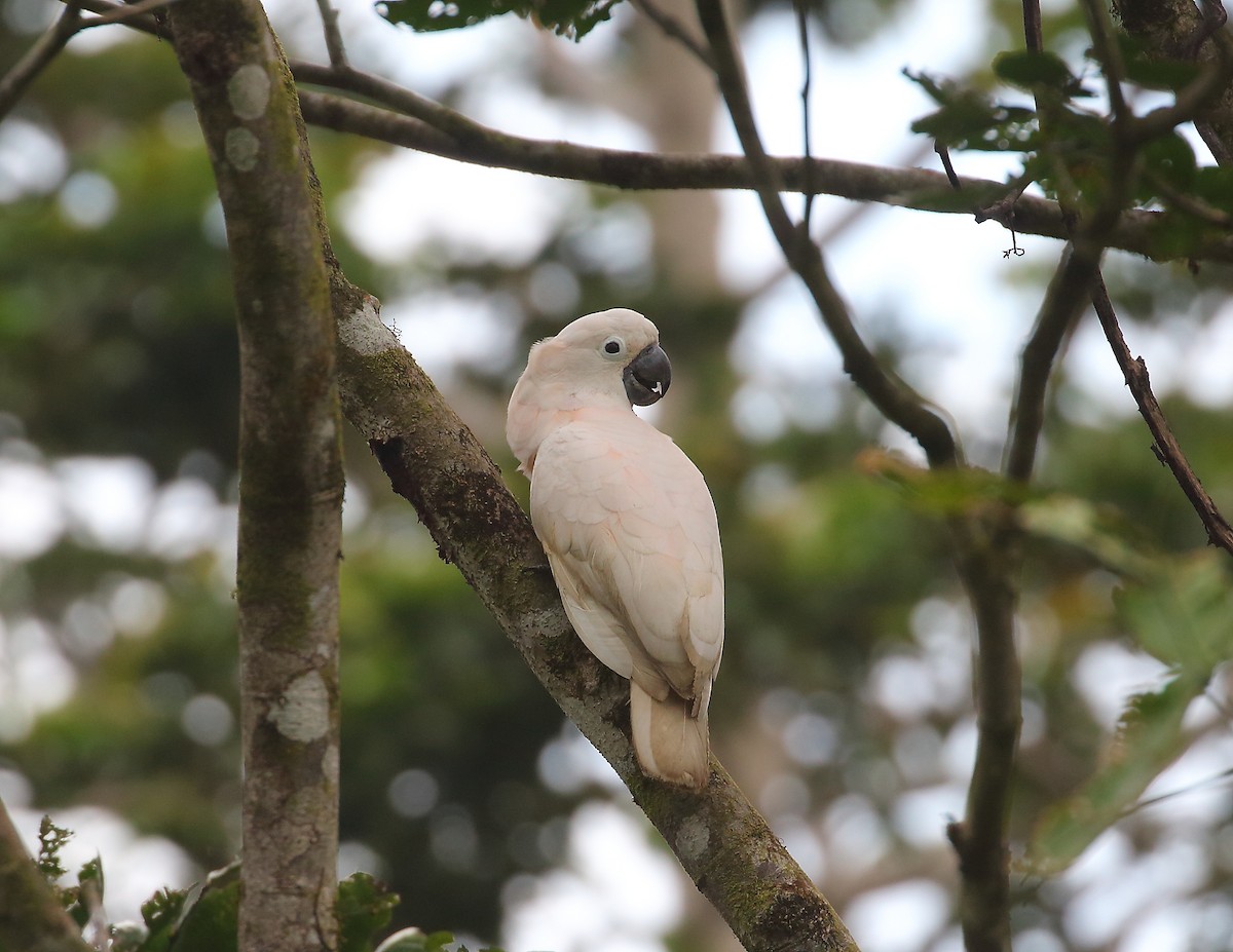 kakadu molucký - ML611876056