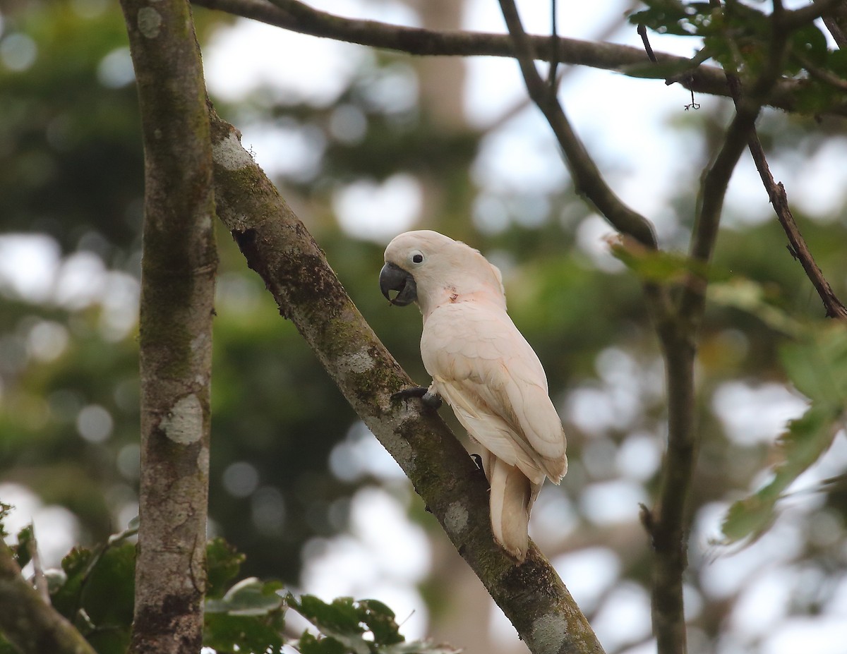 Salmon-crested Cockatoo - ML611876058