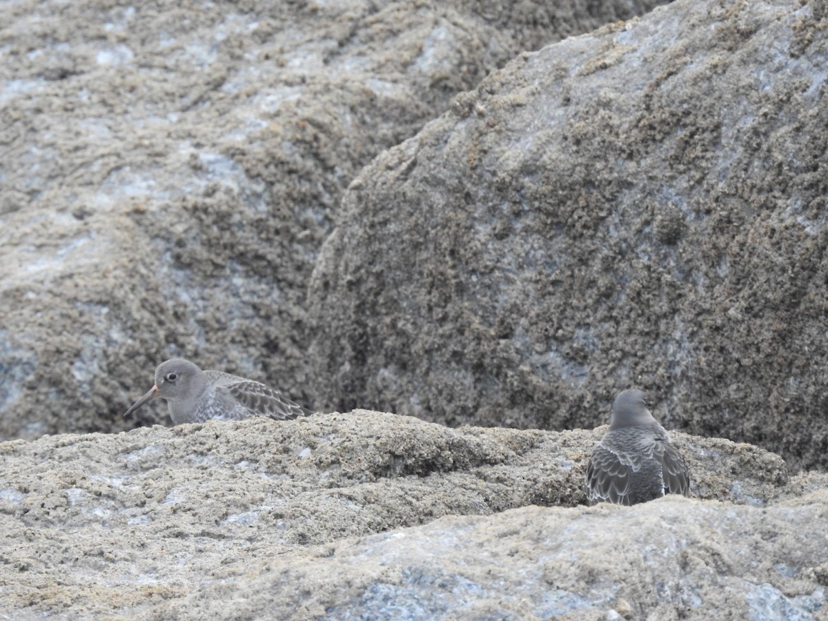 Purple Sandpiper - ML611876074