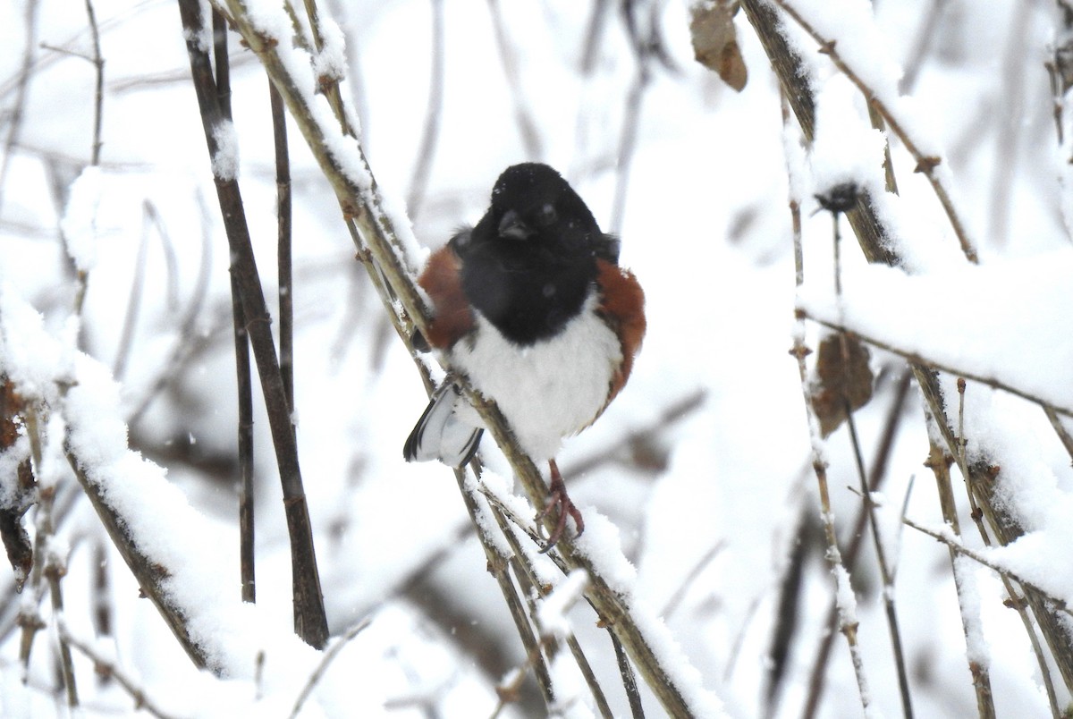 Eastern Towhee - Steve Mierzykowski