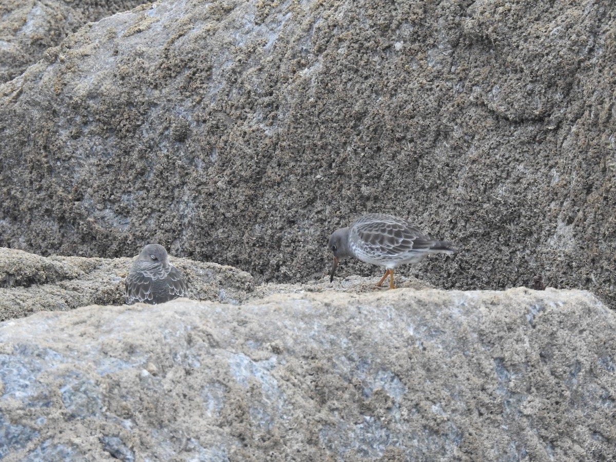 Purple Sandpiper - ML611876076