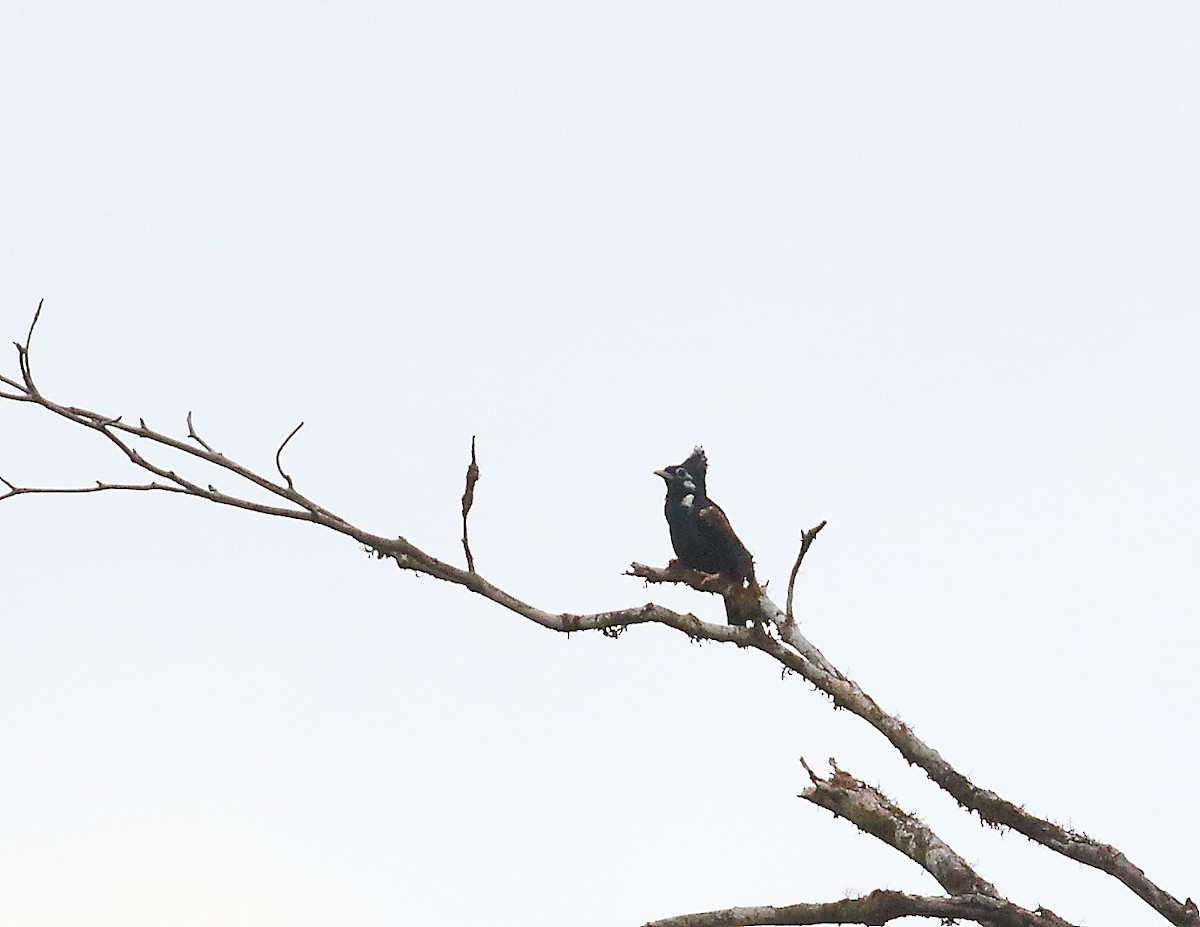 Long-crested Myna - Keith Valentine