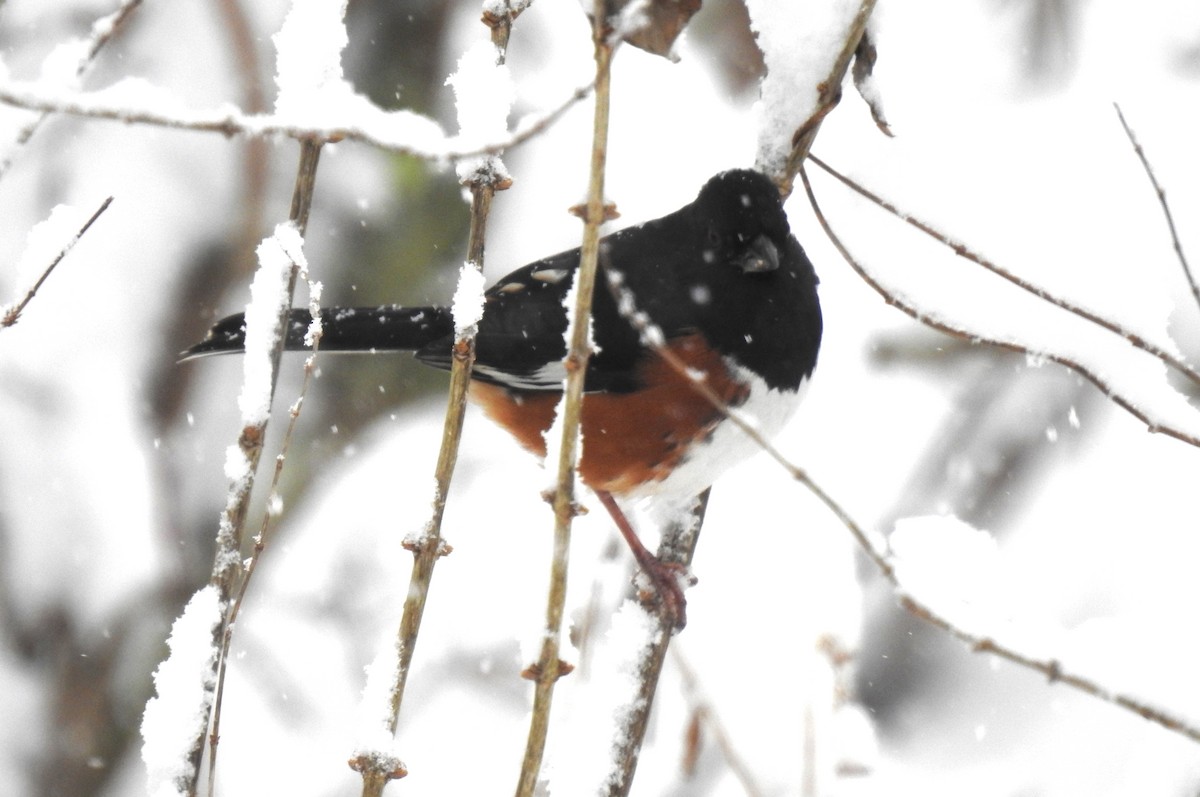 Eastern Towhee - Steve Mierzykowski