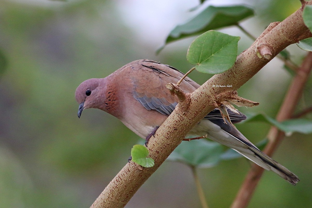 Tórtola Senegalesa - ML611876103