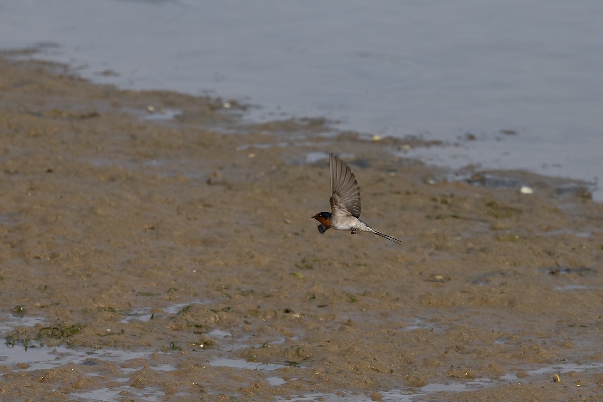 Golondrina Australiana - ML611876155