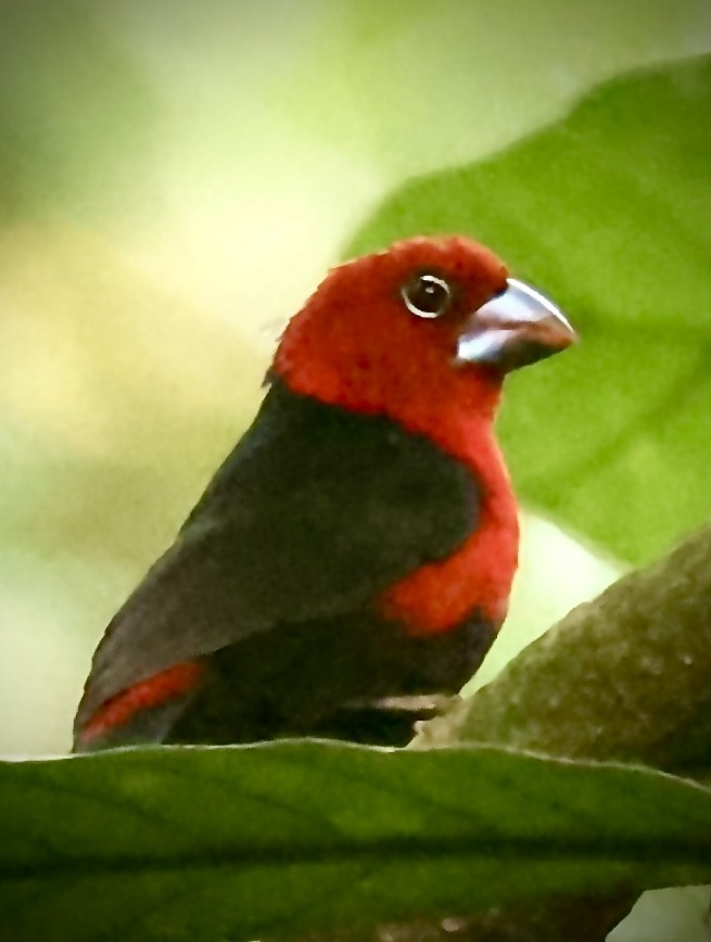 Red-headed Bluebill - ML611876167