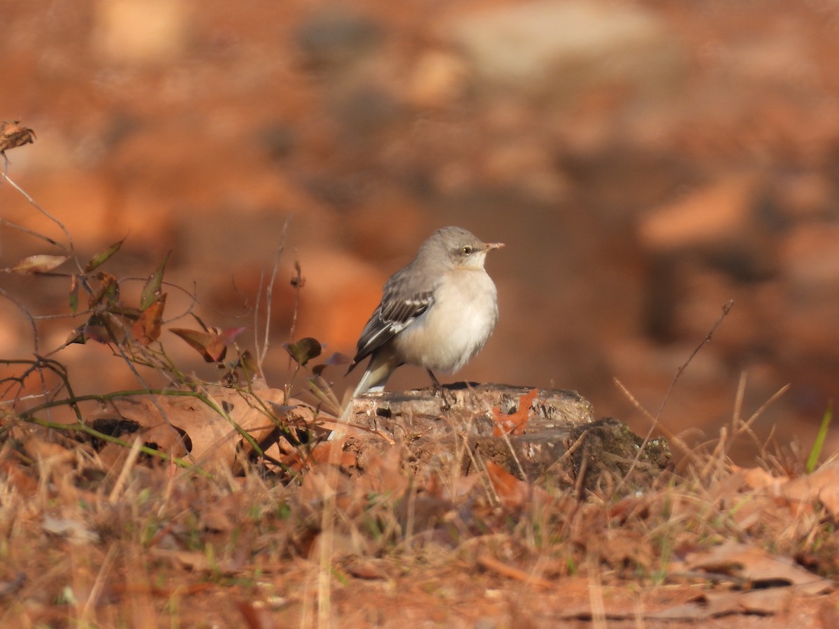 Northern Mockingbird - John McMahan