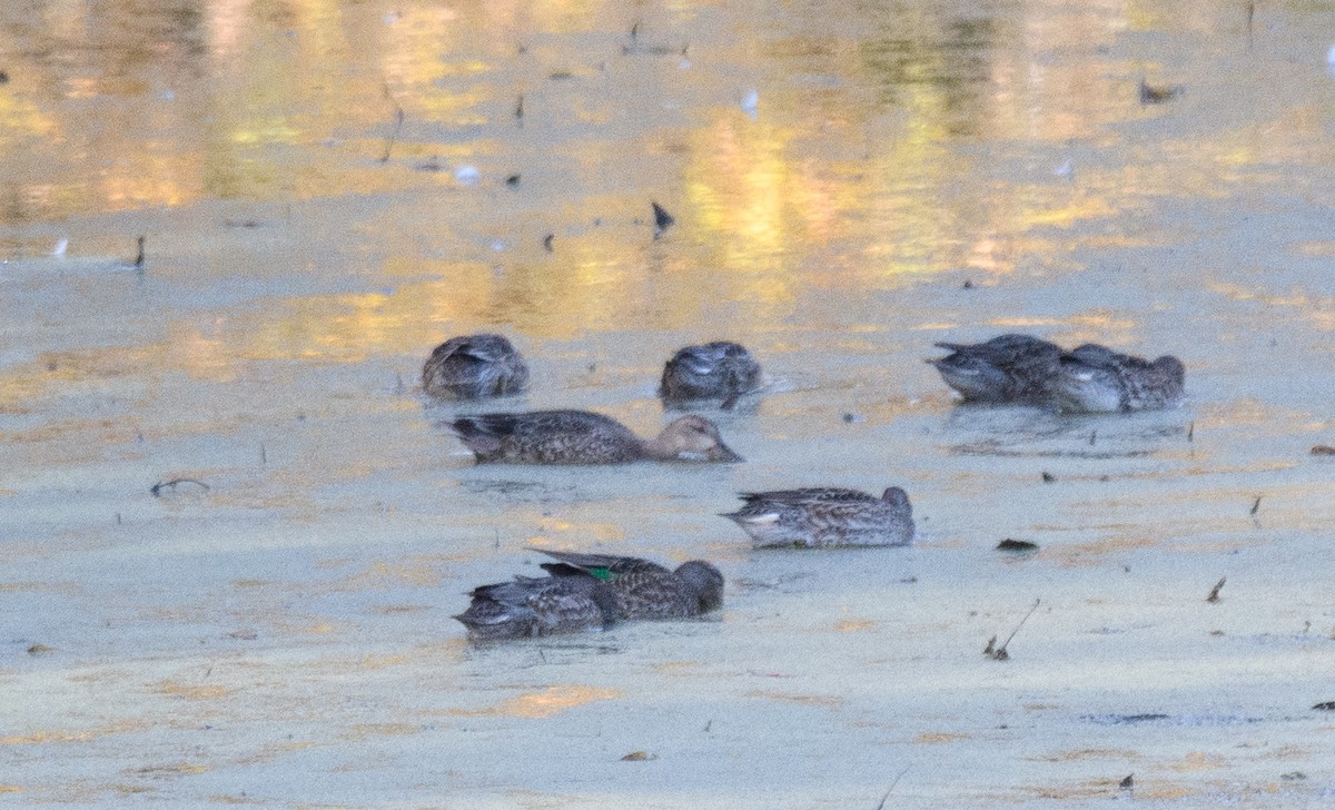 Green-winged Teal - ML611876201