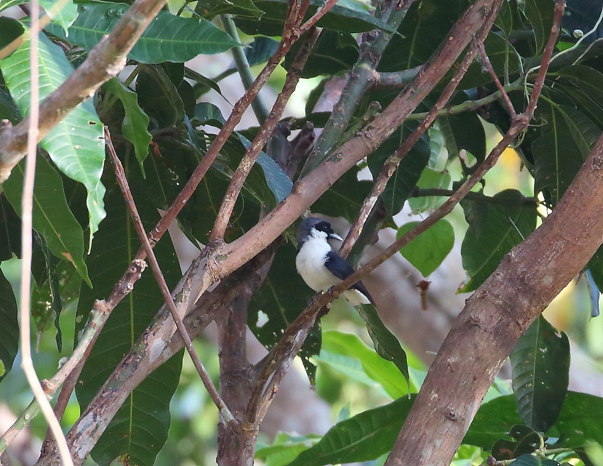 Black-chinned Monarch - Keith Valentine