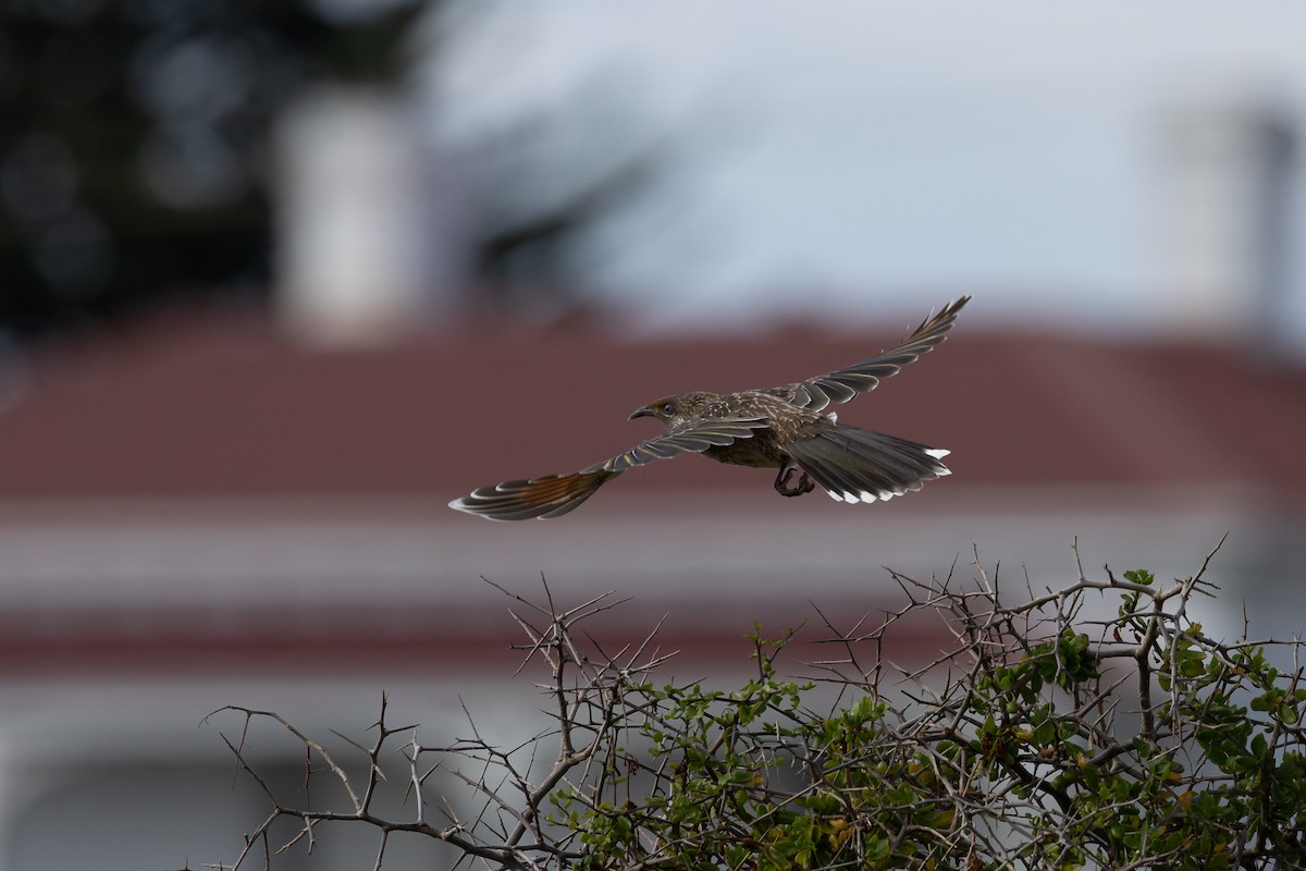 Little Wattlebird - ML611876285