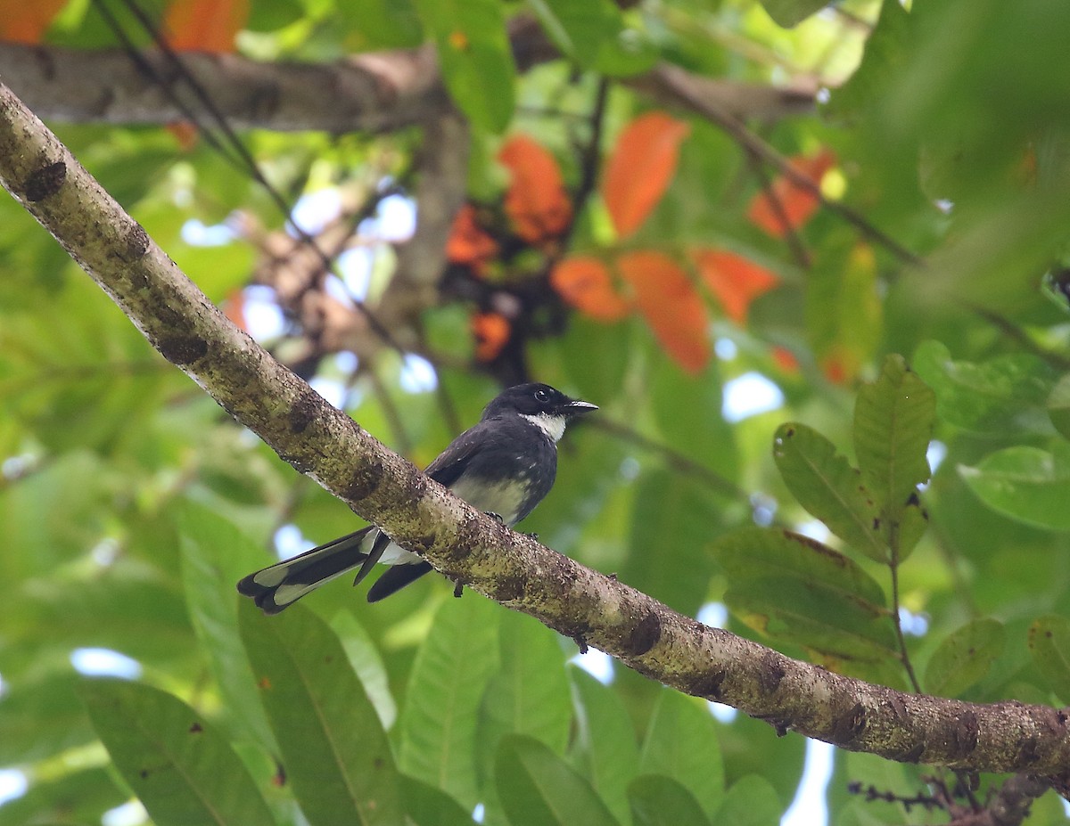 Northern Fantail - ML611876318