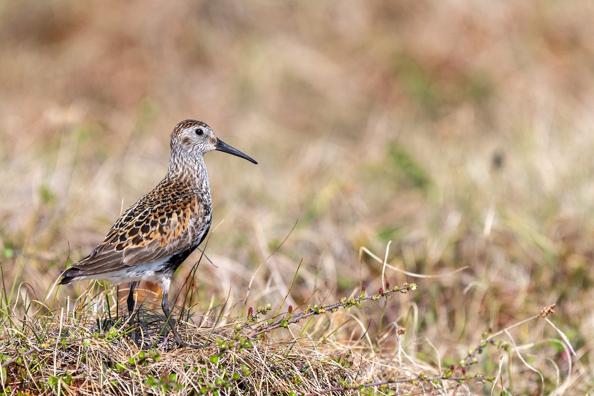 Dunlin - ML611876339