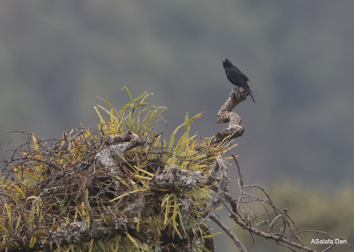 Waller's Starling (Albertine) - ML611876348