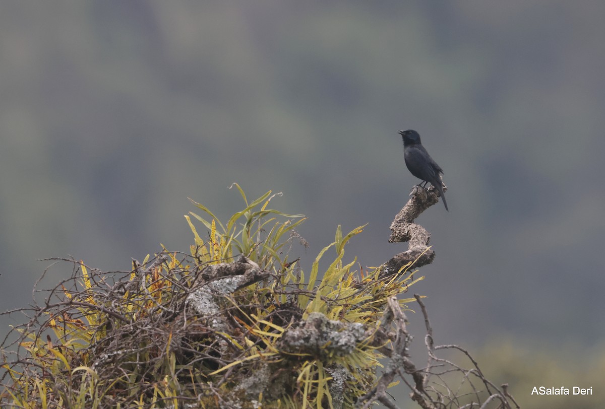 Waller's Starling (Albertine) - ML611876355