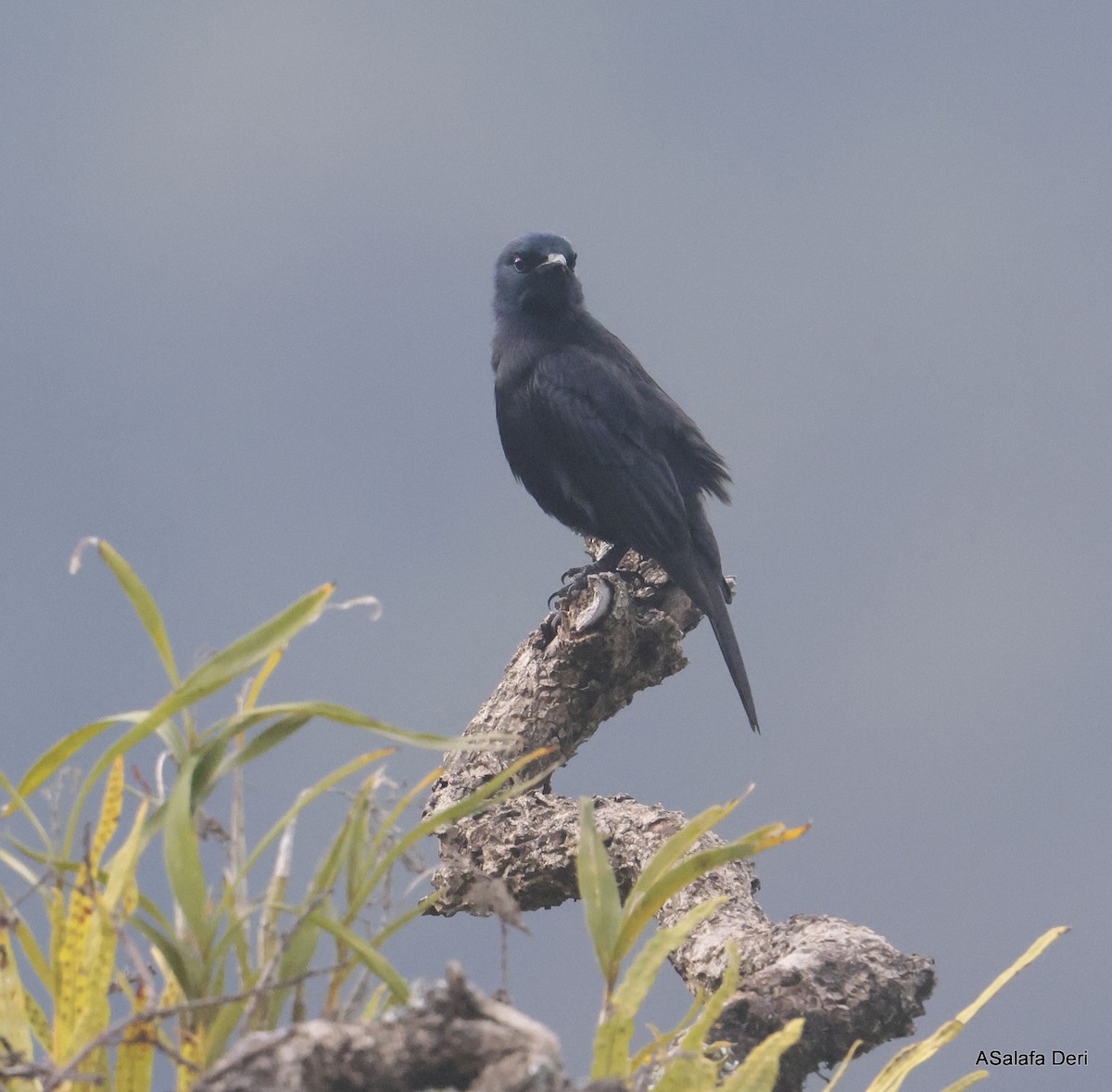 Waller's Starling (Albertine) - ML611876365