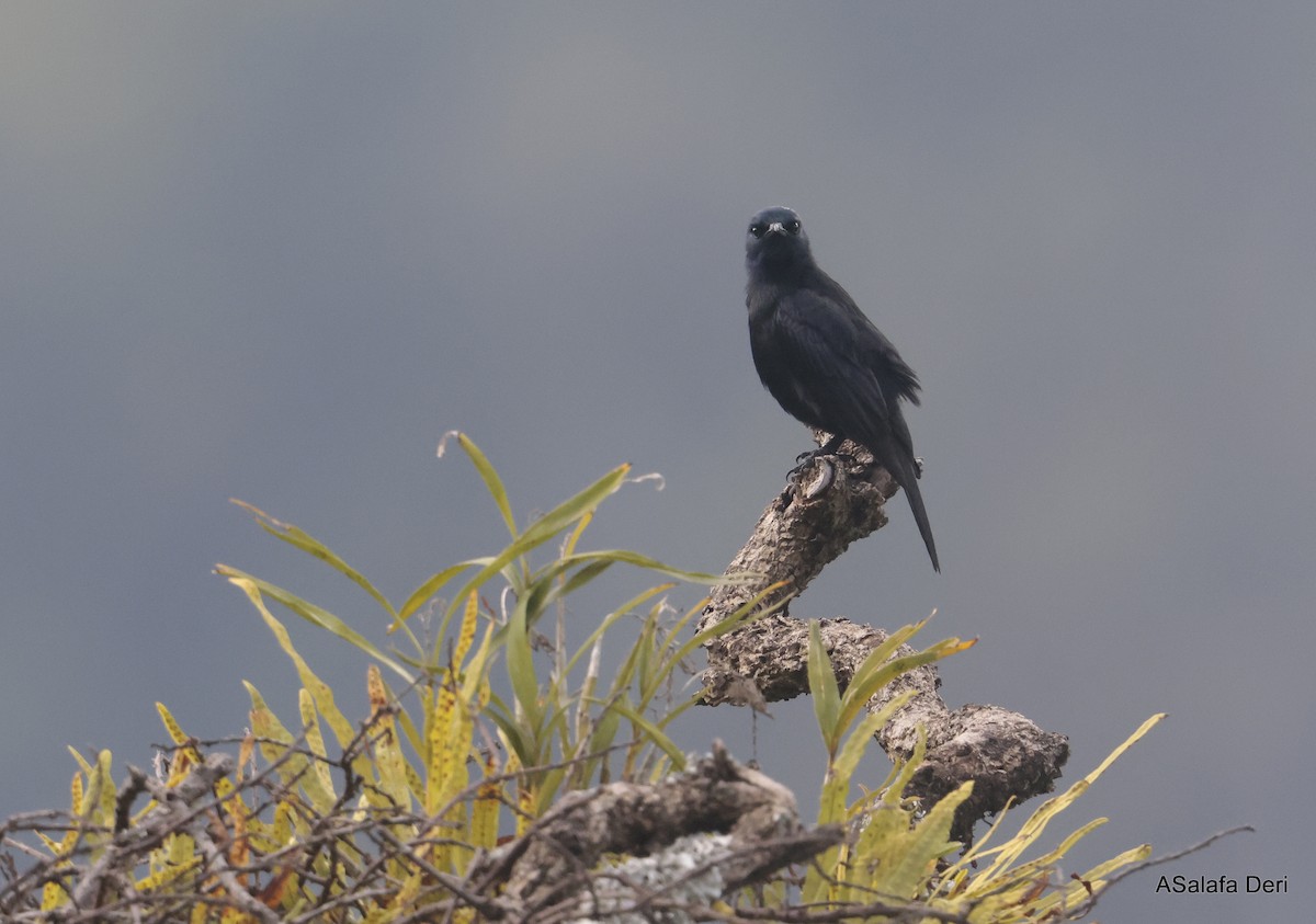 Waller's Starling (Albertine) - ML611876366