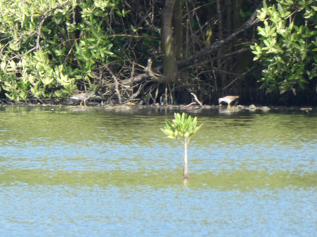 Lesser/Greater Yellowlegs - ML611876372