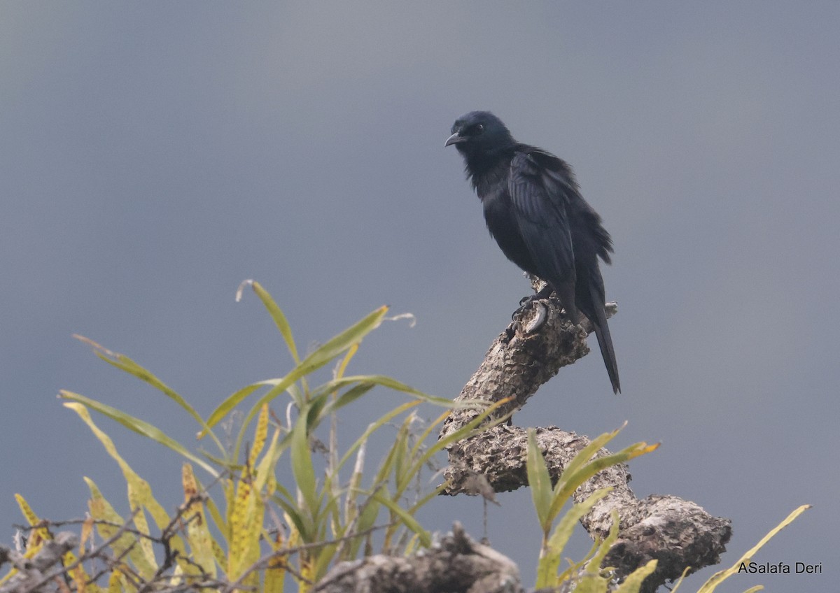 Waller's Starling (Albertine) - ML611876373