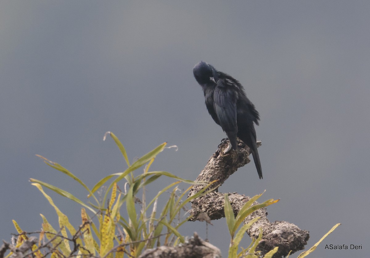 Waller's Starling (Albertine) - ML611876378