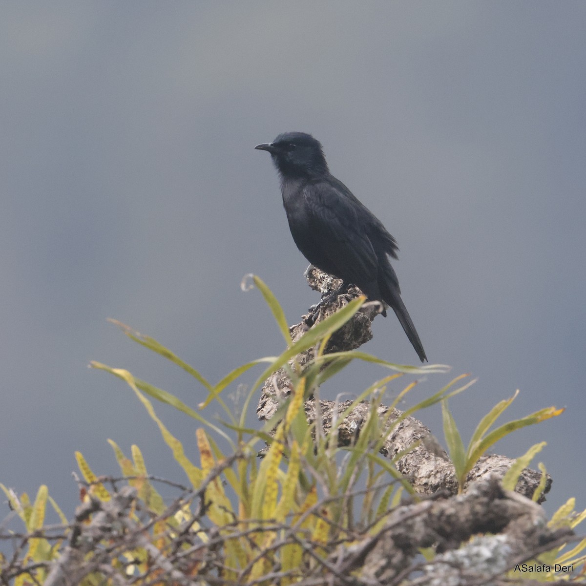 Waller's Starling (Albertine) - Fanis Theofanopoulos (ASalafa Deri)