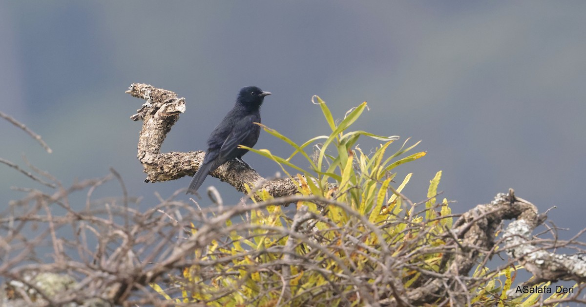 Waller's Starling (Albertine) - ML611876384