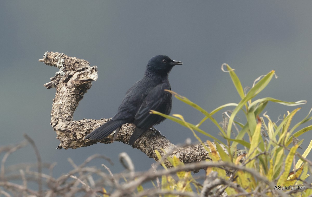 Waller's Starling (Albertine) - ML611876391