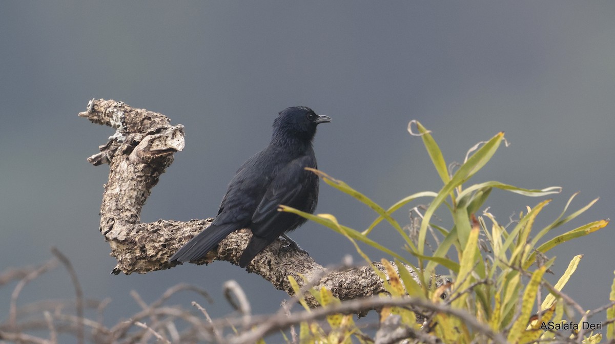 Waller's Starling (Albertine) - ML611876411