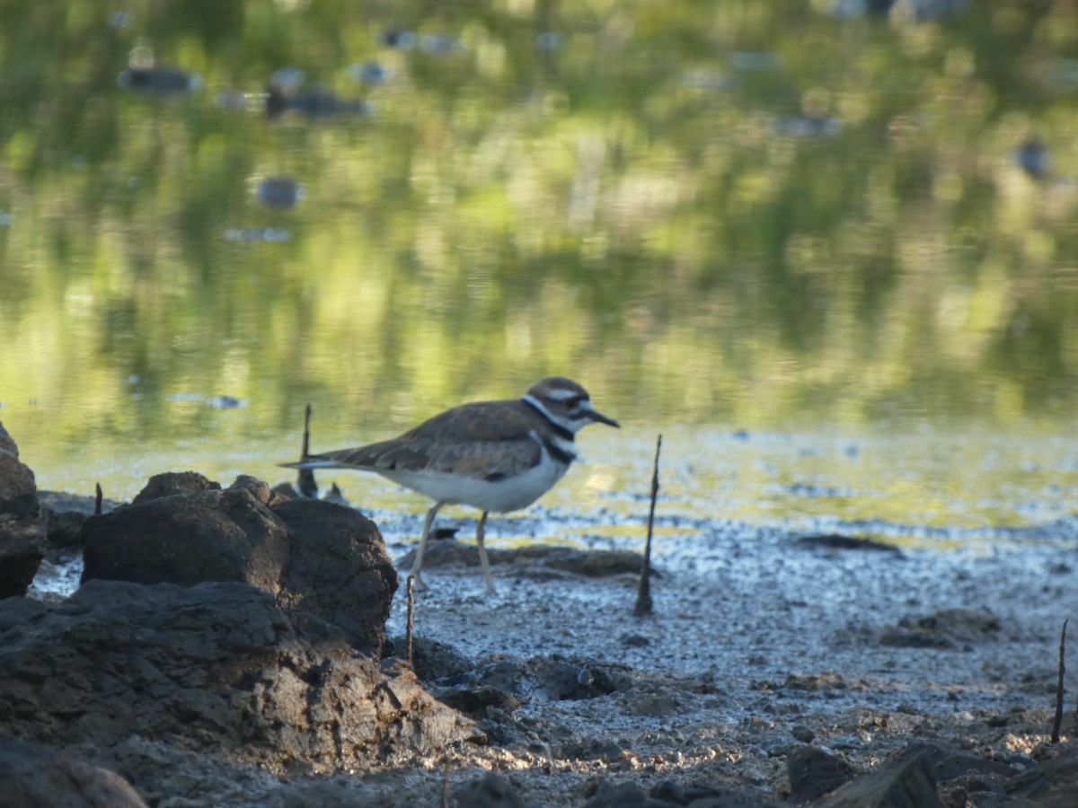 Killdeer - ML611876421