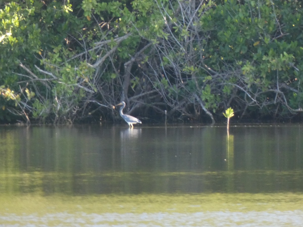 Tricolored Heron - ML611876440