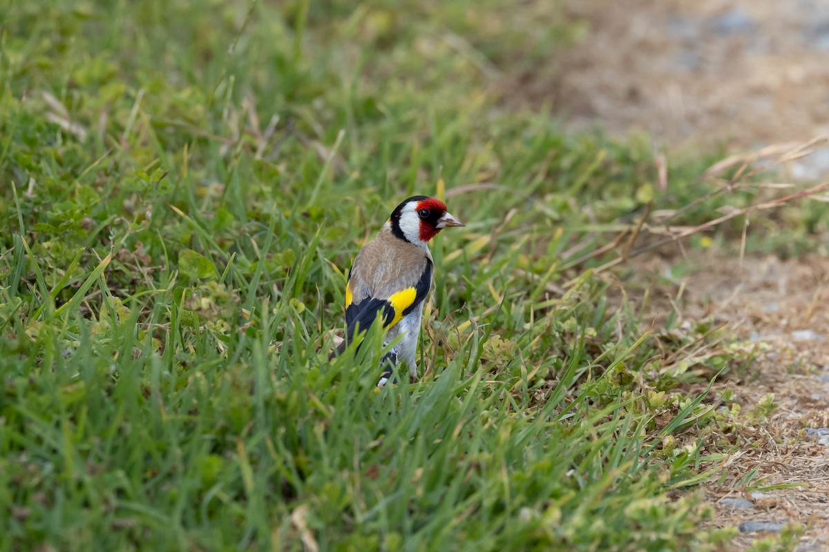 European Goldfinch - ML611876450