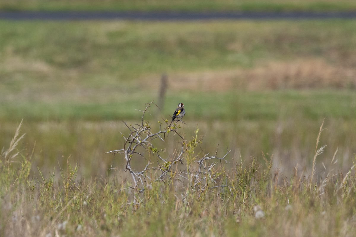 European Goldfinch - Nathan Bartlett