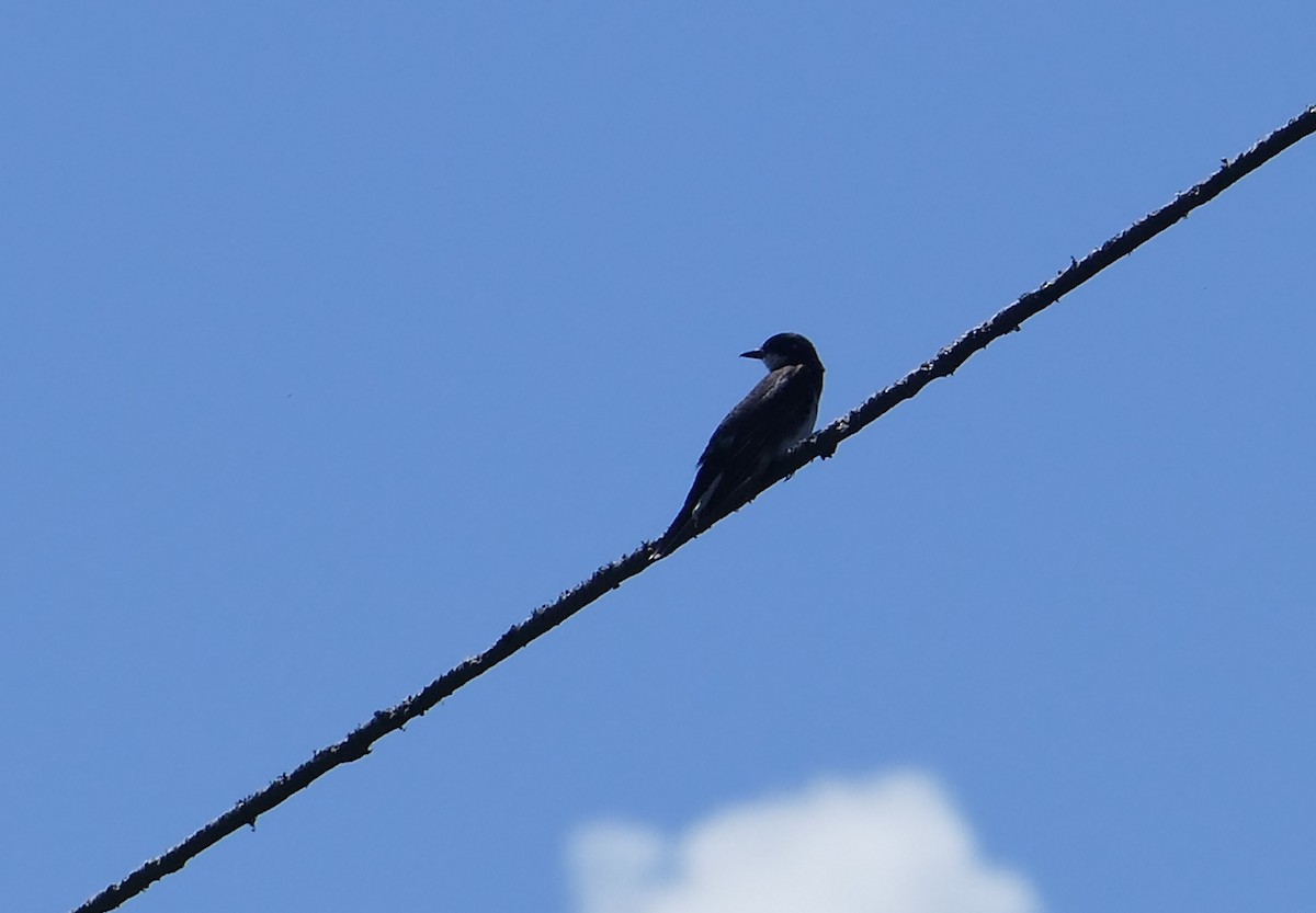 Eastern Kingbird - ML611876464