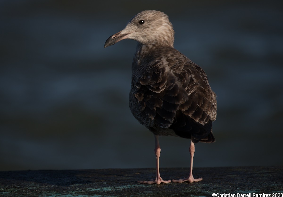 Herring Gull - Christian Ramirez