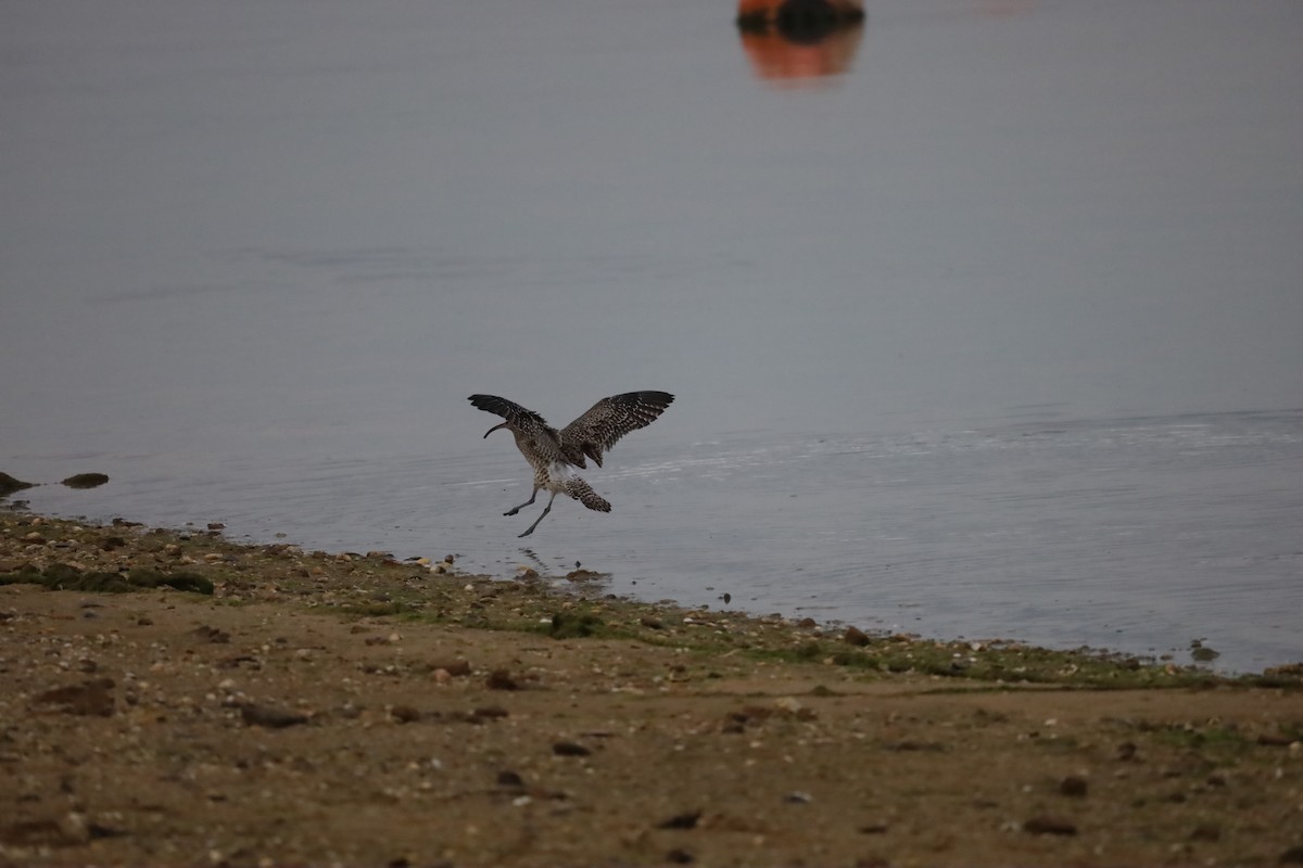 Eurasian Curlew - ML611876490