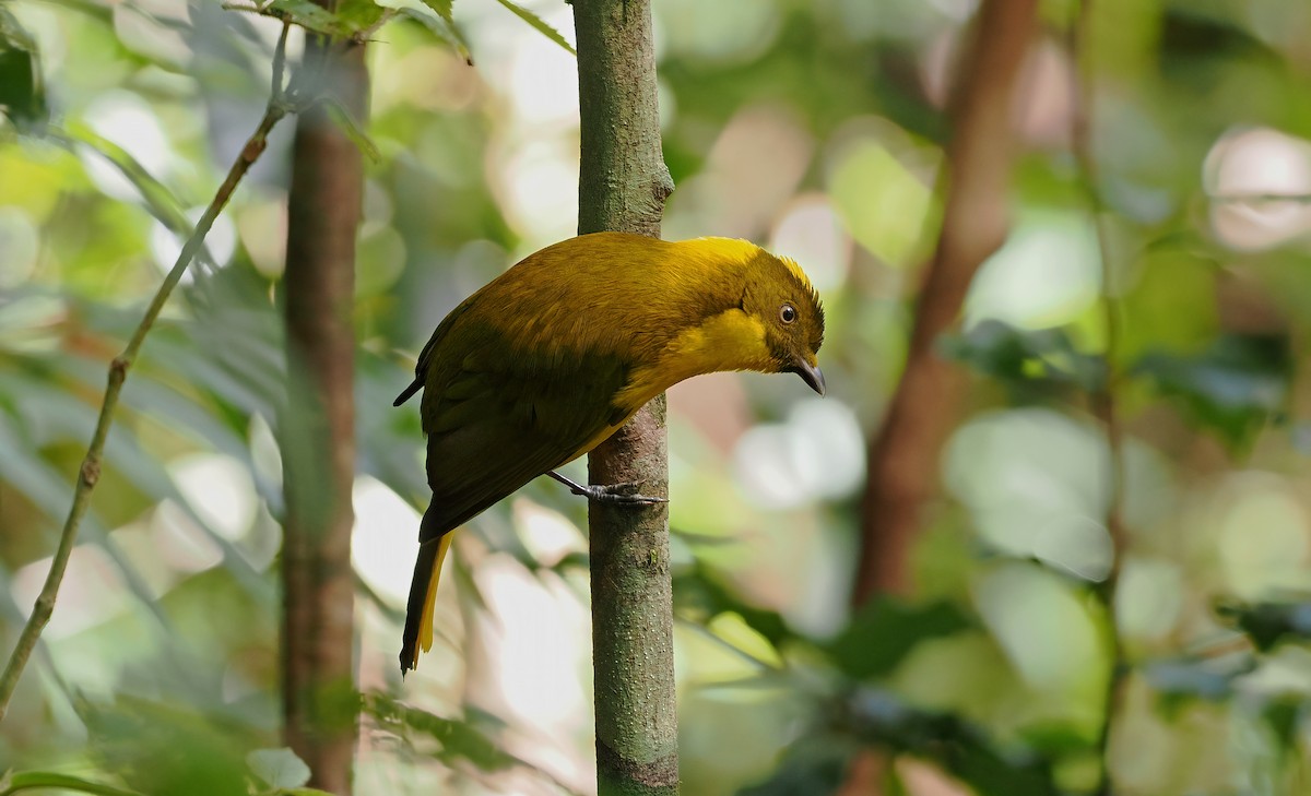 Golden Bowerbird - ML611876502