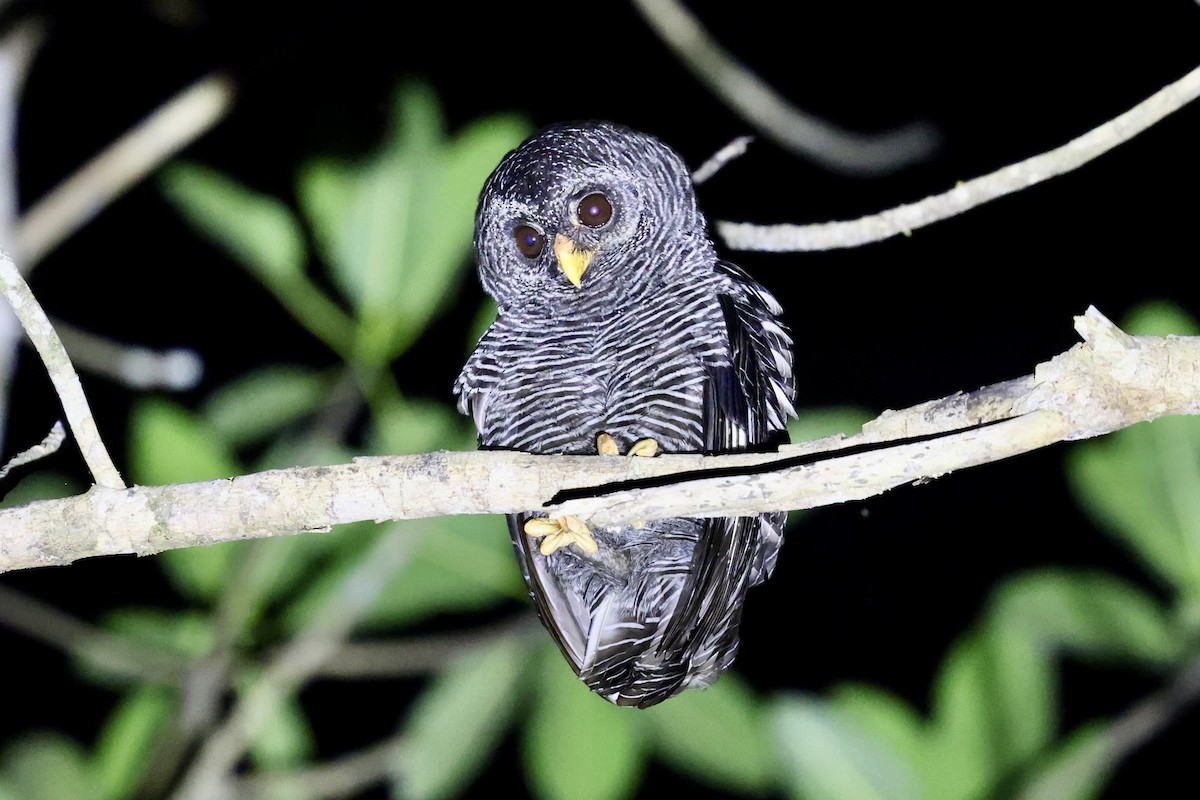Black-banded Owl - ML611876534