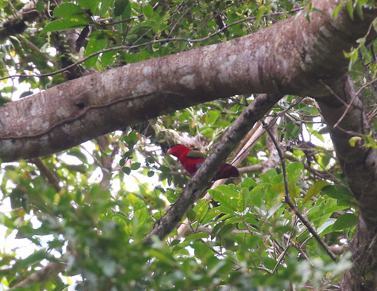 Purple-naped Lory - ML611876556