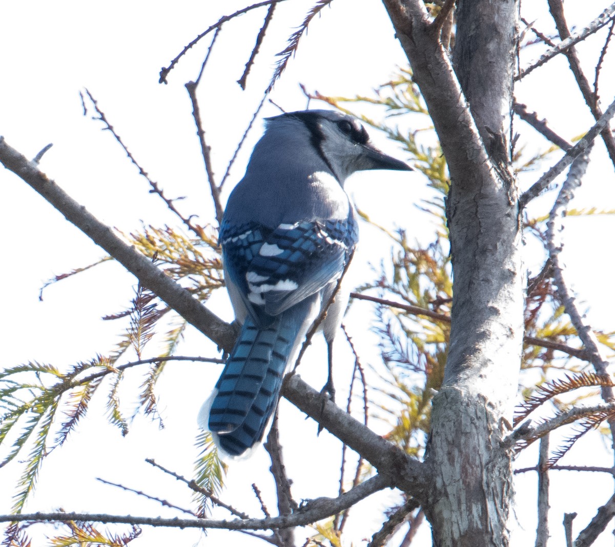 Blue Jay - ML611876568