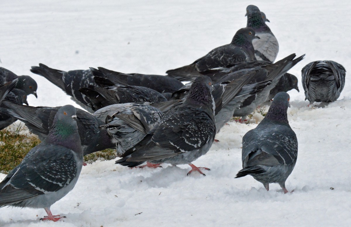 Rock Pigeon (Feral Pigeon) - ML611876637