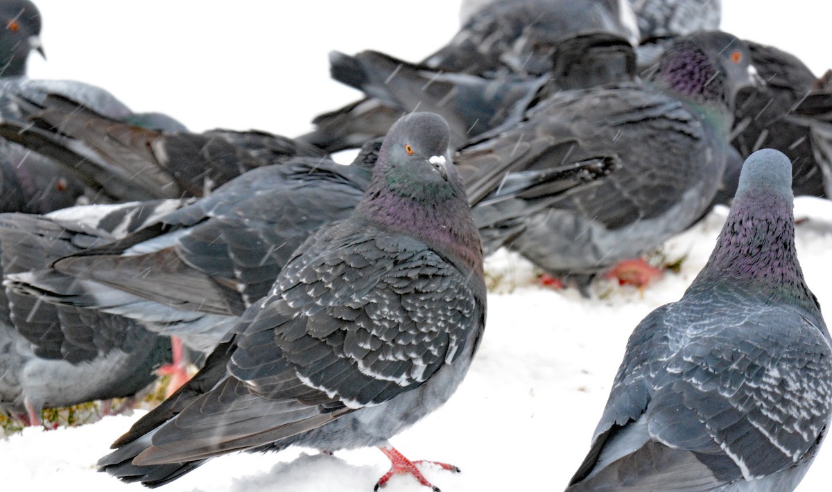 Rock Pigeon (Feral Pigeon) - ML611876648