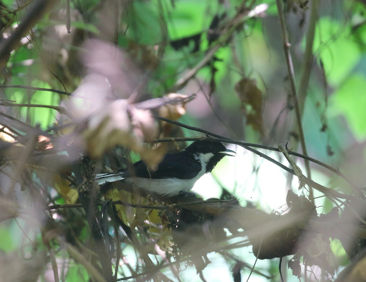 Black-tipped Monarch - Keith Valentine